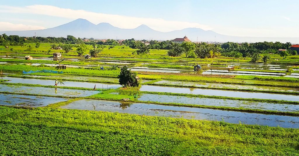 Rice fields and mountain views in Bali