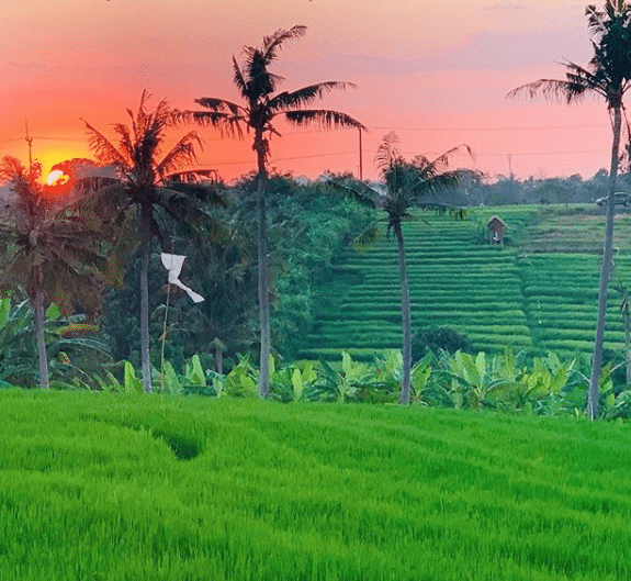 Bali rice fields at sunset