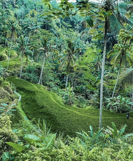 Lush green rice fields of Ubud jungle Bali