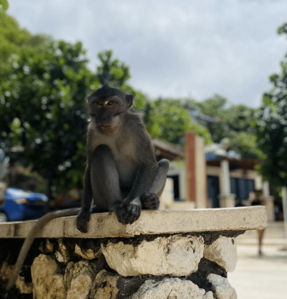 Monkey on a ledge in Bali