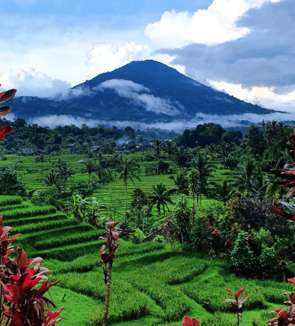 Ricefields of Bali
