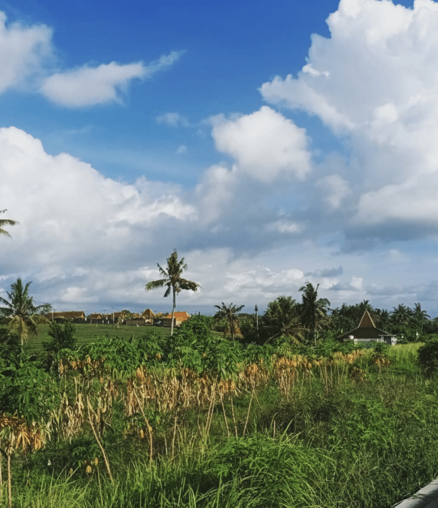 Bali ricefields