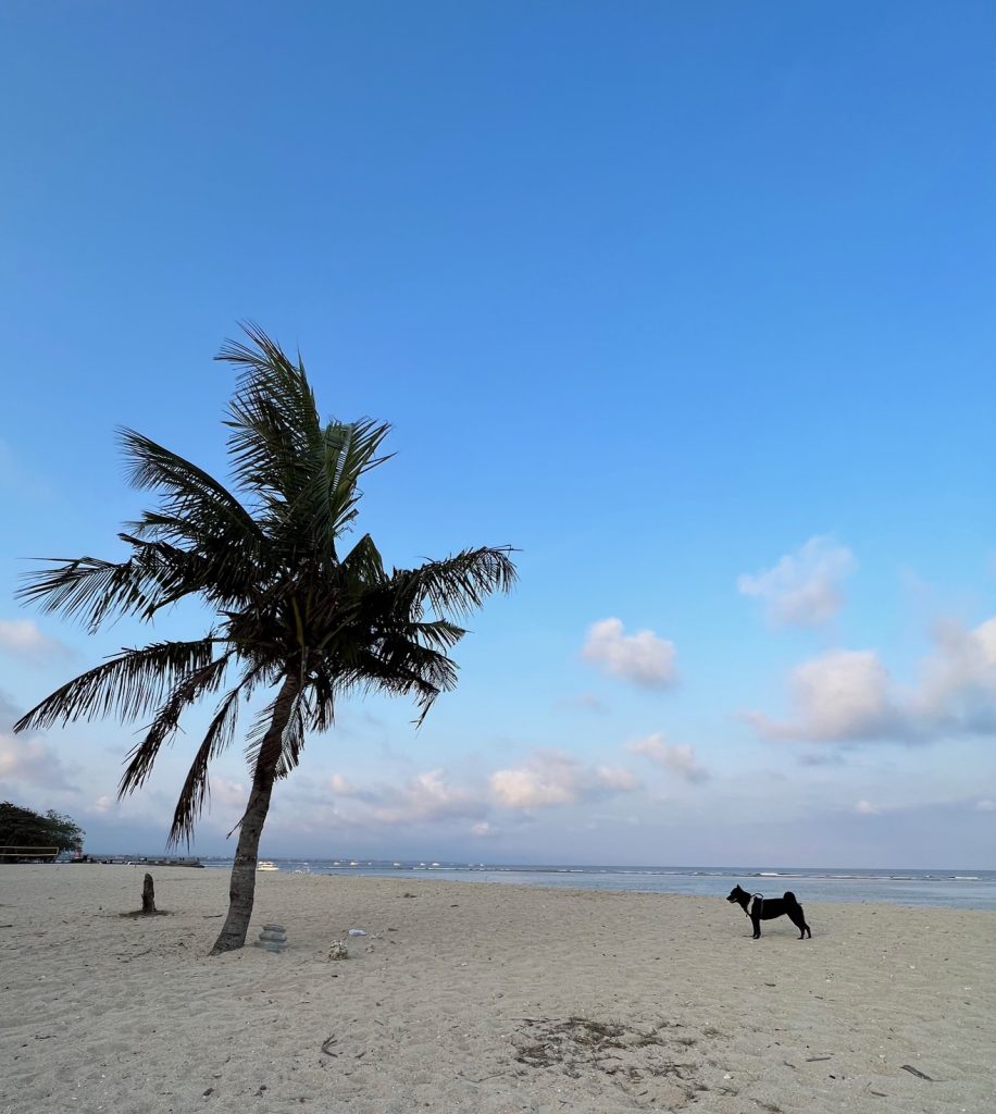Expat dog on Sanur Beach